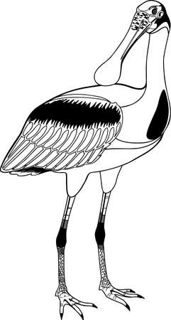 Roseate Spoonbill illustration.のイラスト素材