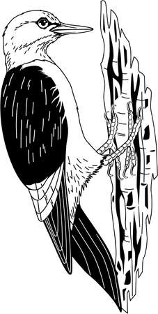 Red Headed Woodpecker illustration.のイラスト素材
