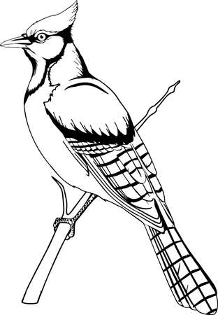 Blue Jay illustration.のイラスト素材