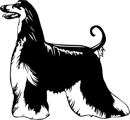 Afghan Hound Illustration.のイラスト素材