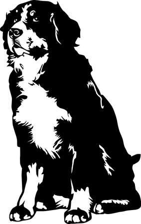 Bernese Mountain Dog Illustration.のイラスト素材