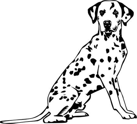 Dalmatian Illustration.のイラスト素材