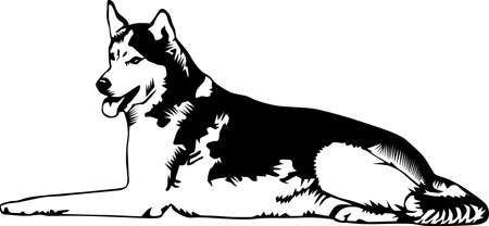 Husky Illustration.のイラスト素材