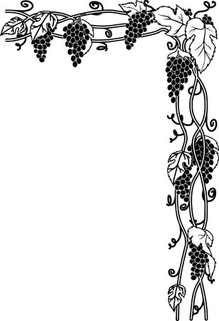 Black and white grape vines illustrationのイラスト素材