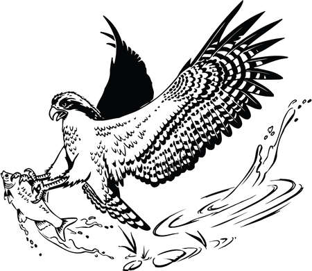 Osprey with Fish Illustrationのイラスト素材