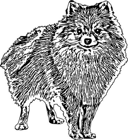 Vector Illustration of a Pomeranian Dogのイラスト素材