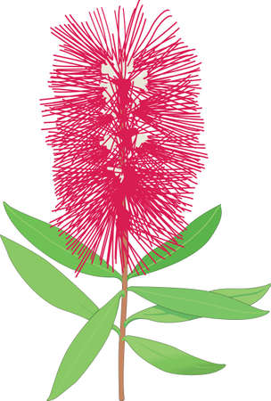 Bottlebrush Vector Illustrationのイラスト素材