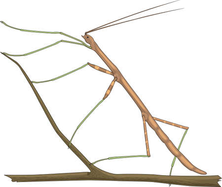 Walking Stick Bug Vector Illustration