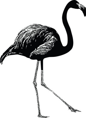 Flamingo Black and White Vector Illustrationのイラスト素材