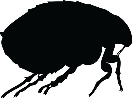 Flea Black and White Vector Illustrationのイラスト素材
