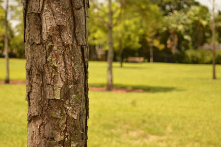 Close up of a tree on the left with thick bark outside with a smaller tree in the backgroundの写真素材
