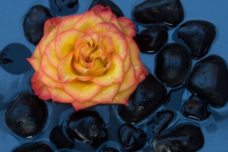 Orange rose on black pebbles.の写真素材