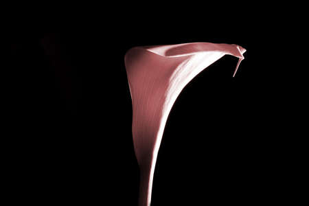 Lily on black background.の写真素材