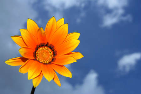 Orange flower in the sky.の写真素材