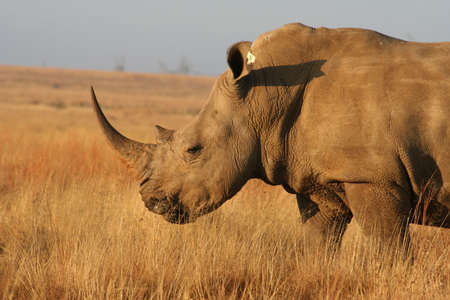 Rhino walking in the African bush.の写真素材