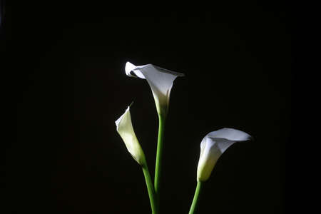 Three lilies on black background.の写真素材