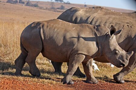 Rhino walking in the field in Africa.の写真素材