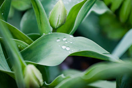 leaves with beautiful dropsの写真素材