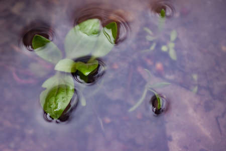 Water-filled green leaves a little sticking out slightly on the surface