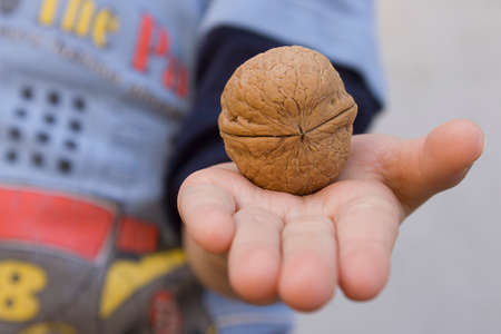 Slices of walnut in the hands of a child