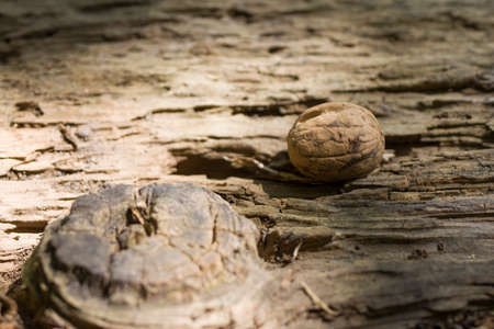 One Walnut on wooden baseの写真素材