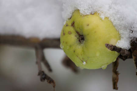 Green apples in the snow on a twigの写真素材