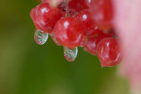 frozen red viburnum with icicles on berriesの写真素材