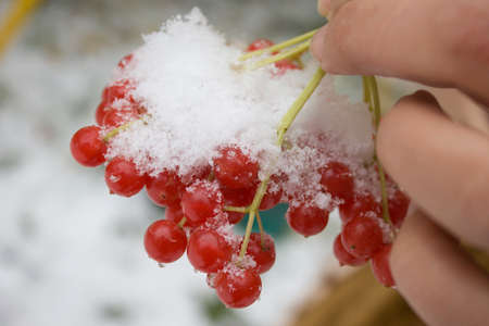 Collection of red ripe viburnum on a snowy day