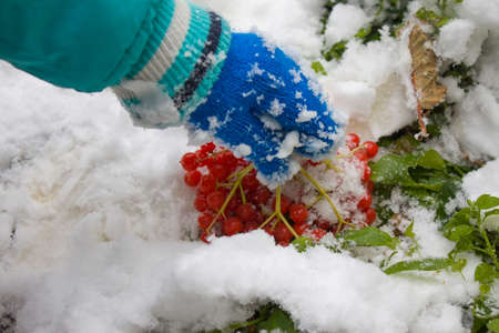 Childs hand lifting a bunch of viburnum from the snow
