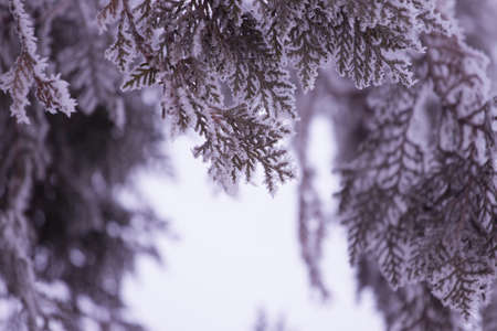 Frosty background of patterns on the twigs and needles of the Christmas tree. Winter background on...