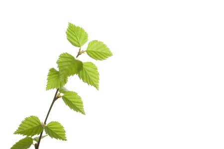 Branchの写真素材