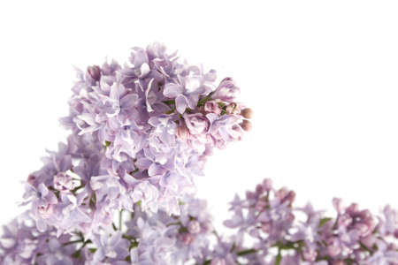 Lilacの写真素材