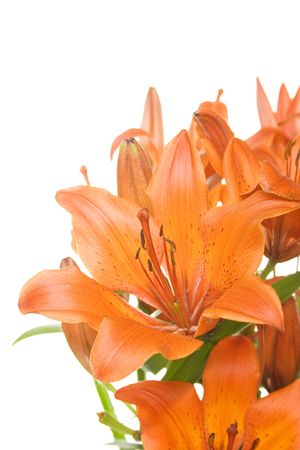 Orange liliesの写真素材