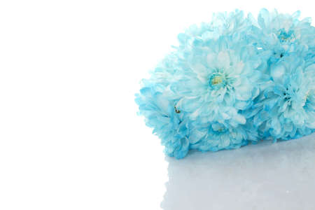 Blue chrysanthemumsの写真素材