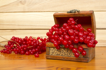 Viburnum の写真素材