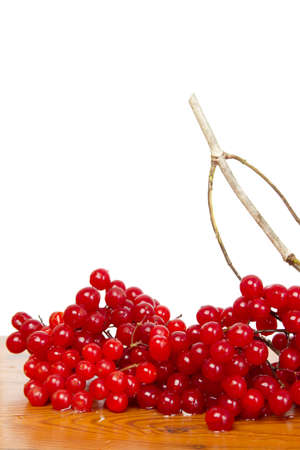 Viburnum の写真素材