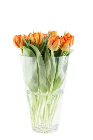 Beautiful bouquet of orange tulips in a glass vase  Isolatedの写真素材