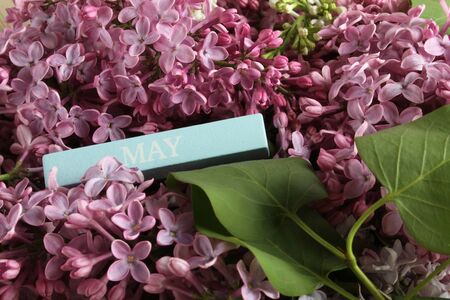 Greeting card with text month of may on a background of lilac flowers