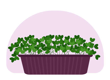Vector drawing of a home potted plant. Tall plant with trunks and large green leaves.のイラスト素材