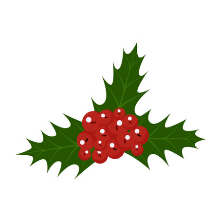 Illustration of a Christmas plant holly. Isolated on white background.のイラスト素材