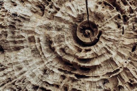 Stump of oak tree felled - section of the trunk with annual rings. Slice wood.の写真素材