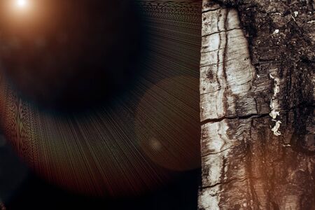 The surface of the tree trunk. Textured bark with large grooves. Copypast