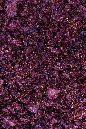 Dried grapes for wine processingの写真素材