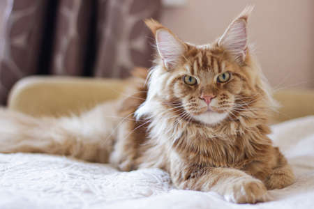 Red Maine Coon Cat. Closed up of domestic Big Mainecoon kittenの写真素材