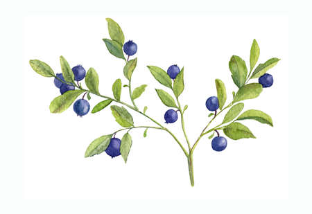 Watercolor Hand Drawn illustration of Blueberry branch. Forest Plant with Blue Berries. Bilberry...