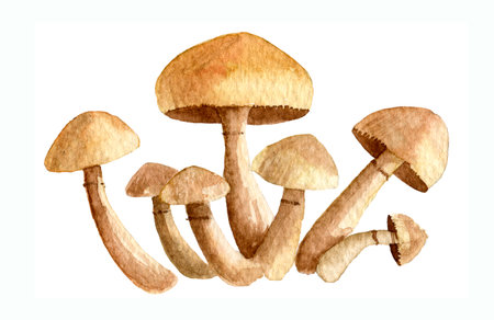 Watercolor Honey Agaric. Hand painted illustration of Forest mushrooms. Shiitake on white isolated backgroundの写真素材