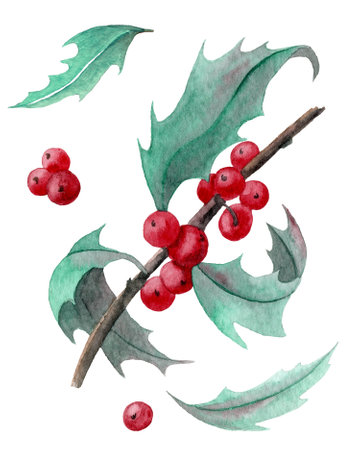 Watercolor Holly Branch with red berries and green leaves. Hand painted illustration for Christmas invitations and postcards. Sketch on white isolated backgroundの写真素材