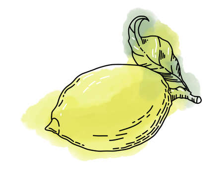 Hand painted Vector illustration of Lemon or Lime with Watercolor snap. Drawing of Citrus Fruit on white isolated background for juice label or iconのイラスト素材