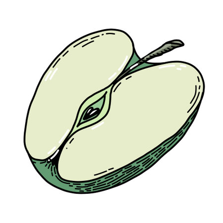 Apple half. Hand drawn Vector illustration of Cutting Fruit. Drawing on white isolated backgroundのイラスト素材