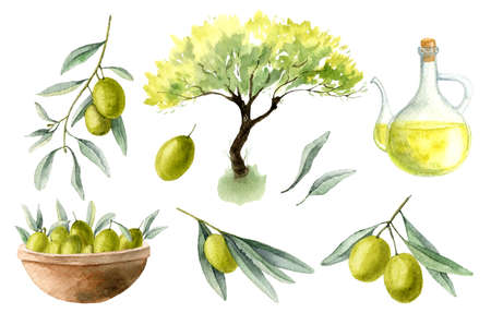 Set of Watercolor illustrations with Olives. Hand drawn sketch for Oil label or cosmetic design. Green tree branch and carafe. Drawing on white backgroundの写真素材